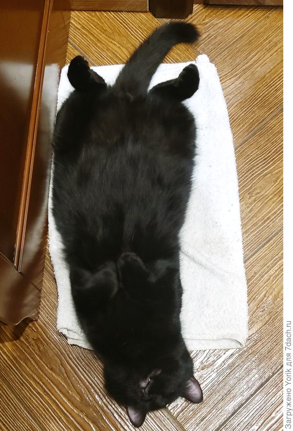 Коты вечно спящие