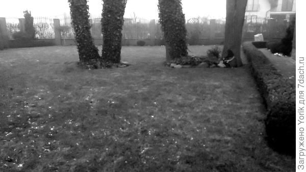 Зима зеленая