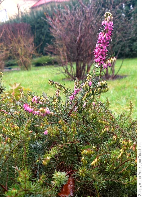 Первый цветок этого года