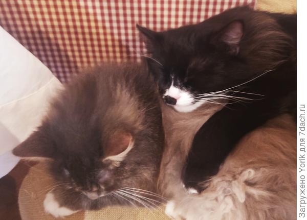 Вот один стул у них просто любимый. Постоянно воюют за него (хотя рядом пять таких же). Вот и спят, в темноте, но на этом стуле