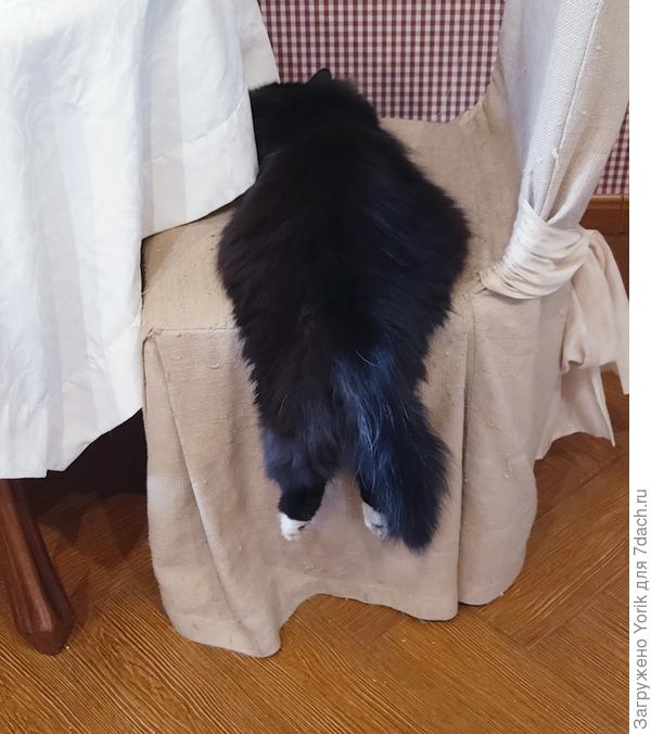 Коты дрыхнут после ночных бдений