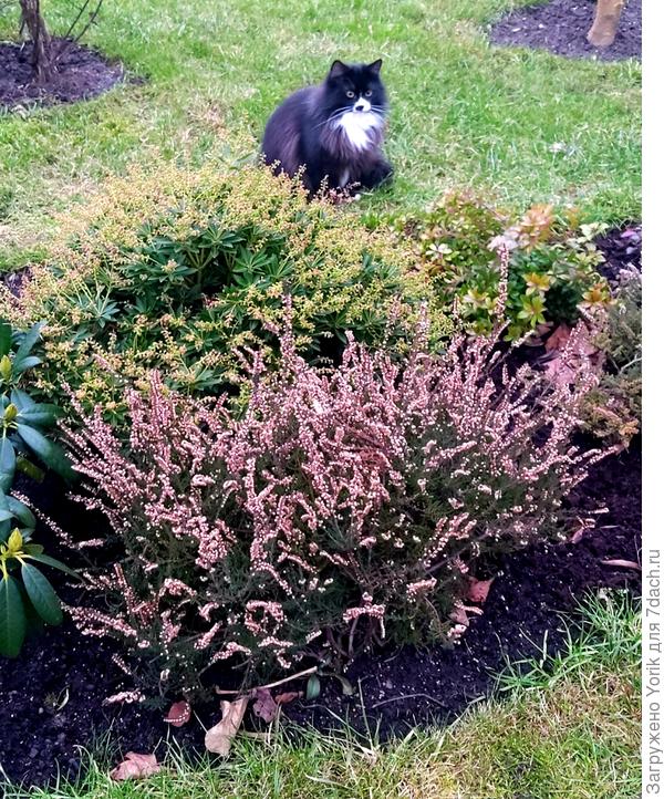 Не мартовский, а февральский кот. 15 февраля.  На прогулке.