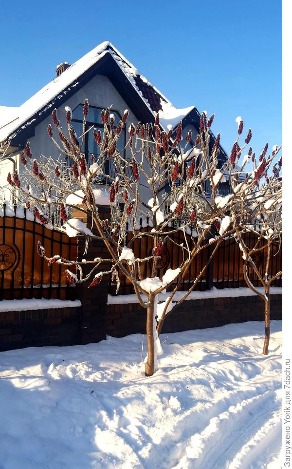 Морозной и солнечно. замечательный день