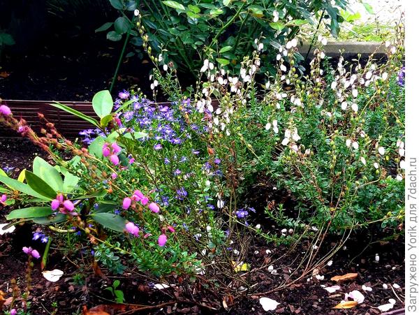 Из относительно экзотических растений Дабеция кантабрийская. Вроде прижилась