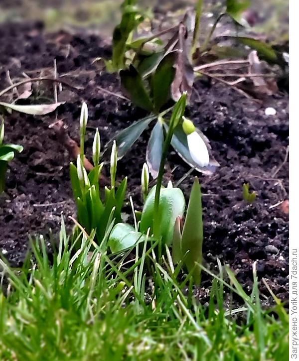 15 февраля. Начали появляться подснежники
