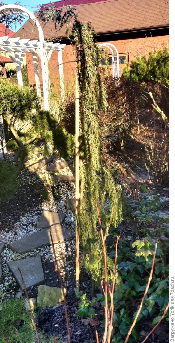 Компактный "леший" начинает потихоньку просыпаться