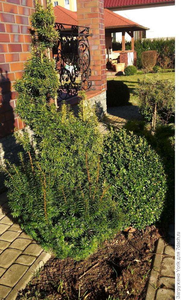 Несмотря на зиму, тис и самшит немного приросли