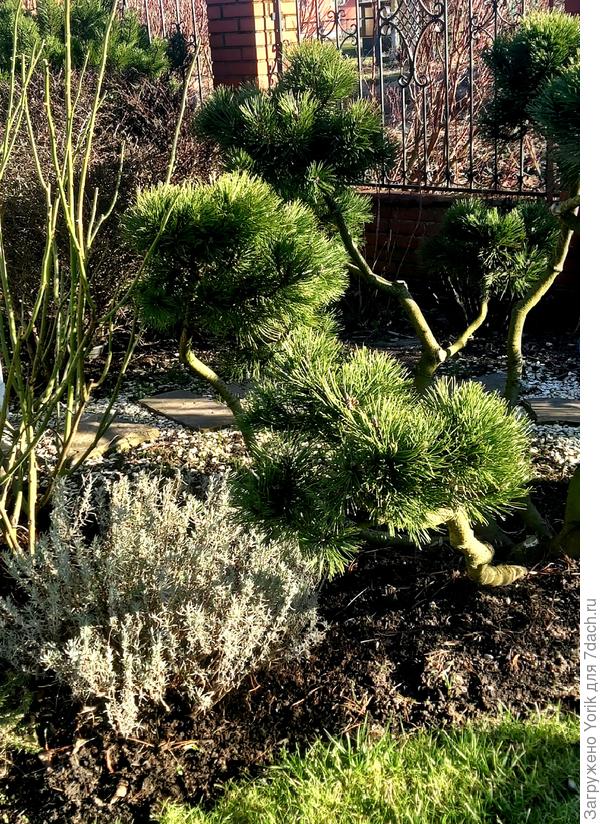 Лаванда не обратила внимание, что вроде как календарная зима