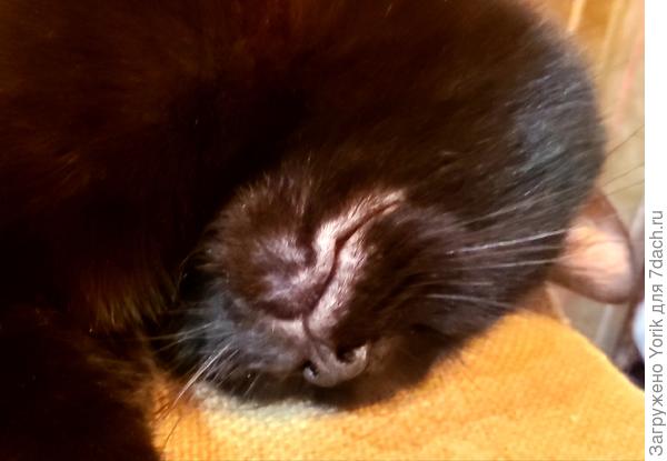 После ночных бдений 2