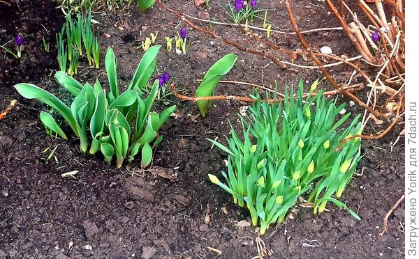 У меня только на некоторых бутоны