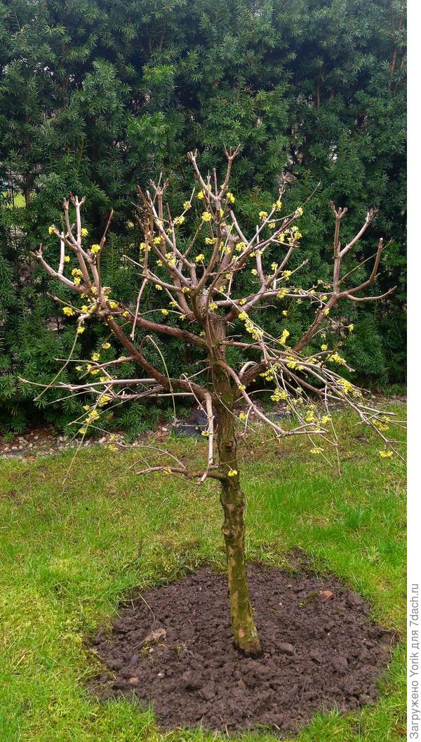 Кизил собирается уже зацвести