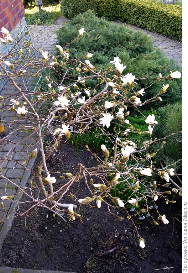 1 мая 2022 года,  магнолия звездчатая.