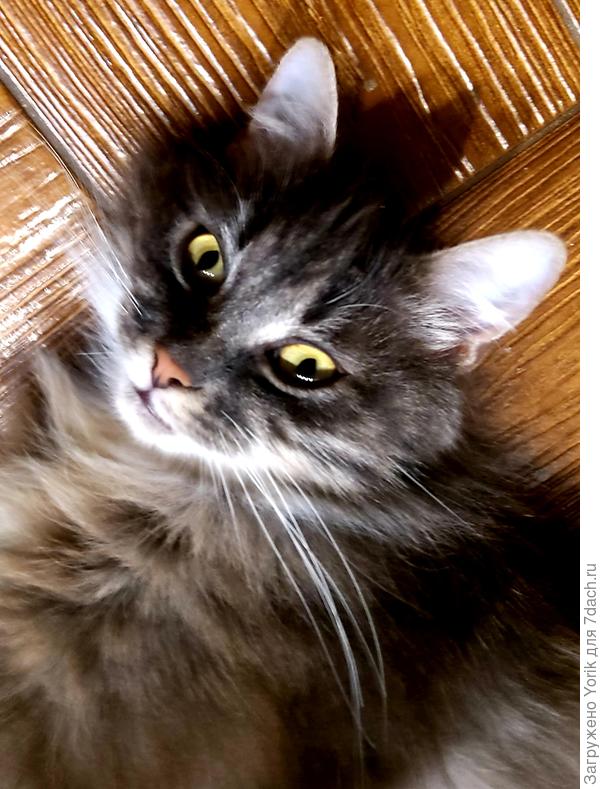 А это его сестра.