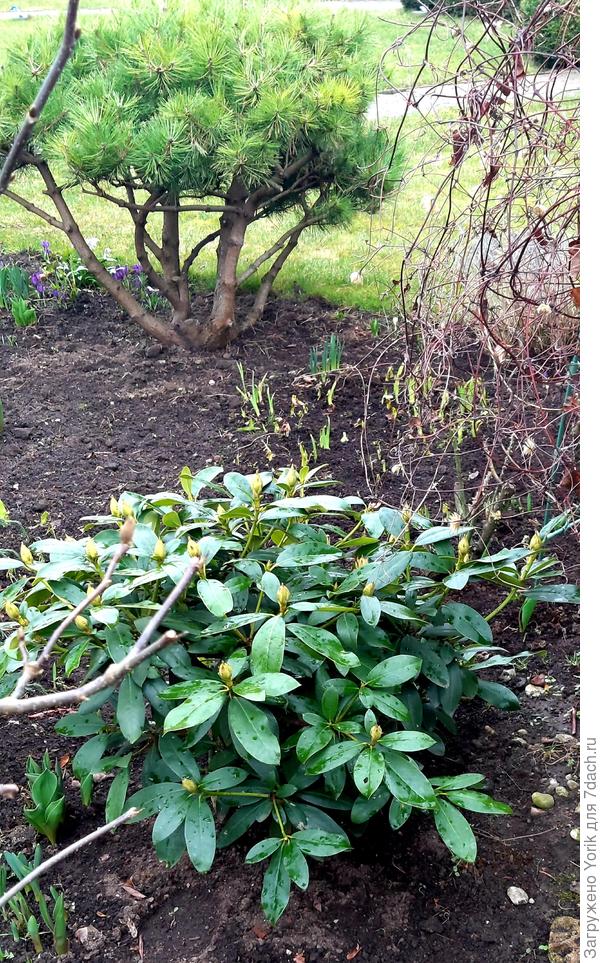 Вот так сейчас выглядит один из рододендронов