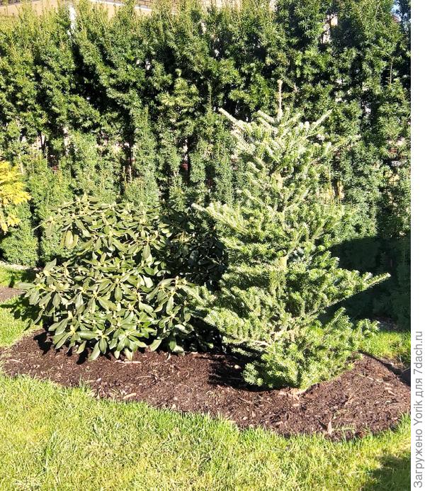 Сегодня солнечное утро,  а пихты верхние иголки начали &quot;инеевать&quot;