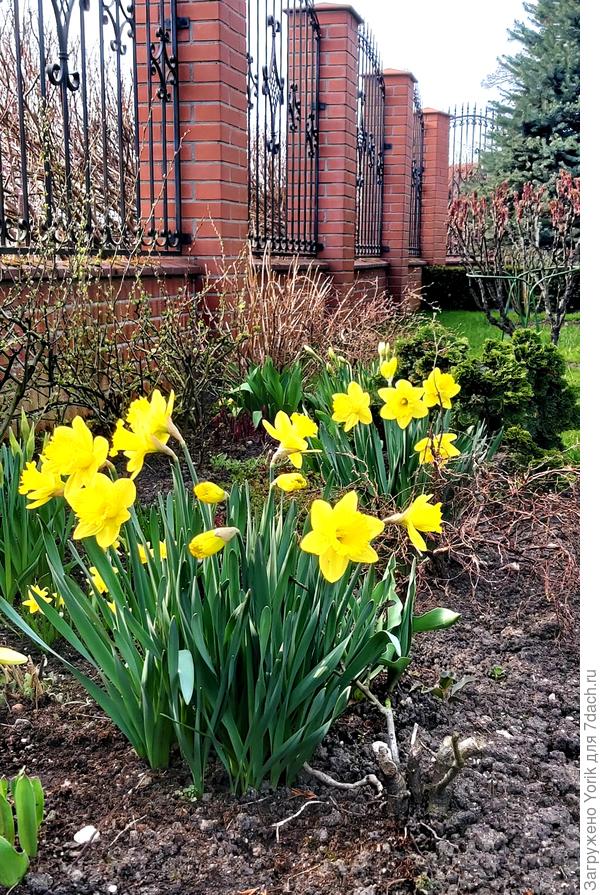 Пока все только в жёлтом цвете
