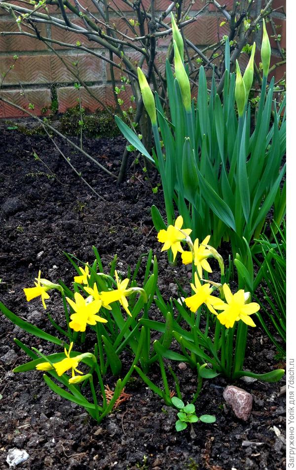 Ну и вот такие "полурослики"