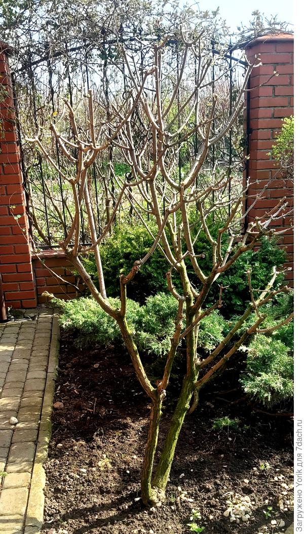 Обрезку проводил осенью. Видно как она сформирована