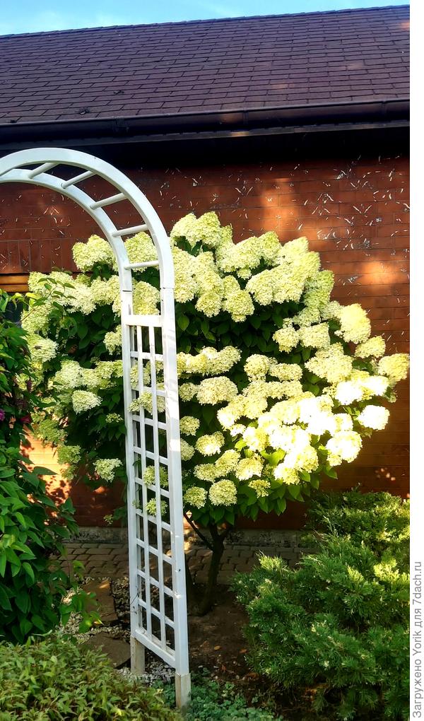 Соседствует с горизонтально растущим можжевельником