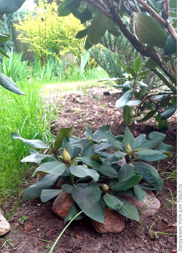 А это пытаюсь размножить отводком.