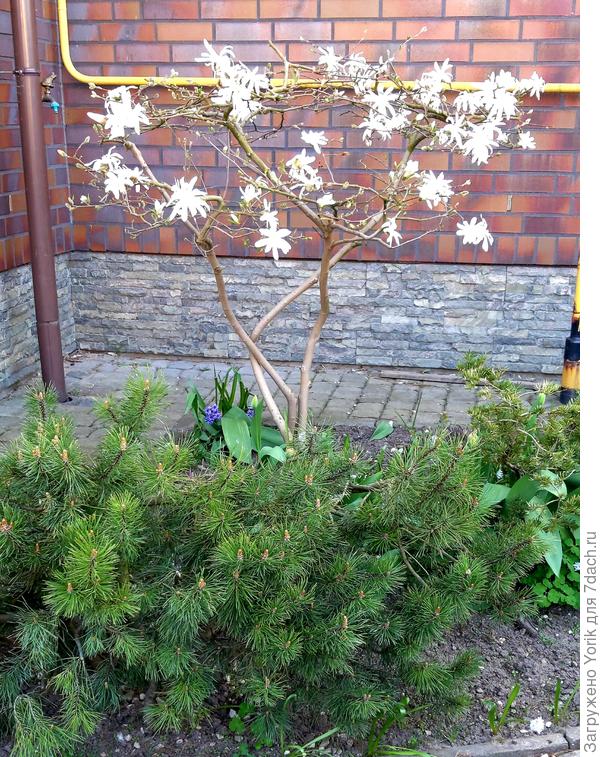 Магнолия зацвела. Здесь тоже довольно "густозаселенный" участок. Хоста, первоцветы, горная сосна, тис, можжевельник, и нде то маленькая еще метельчатая гортензия