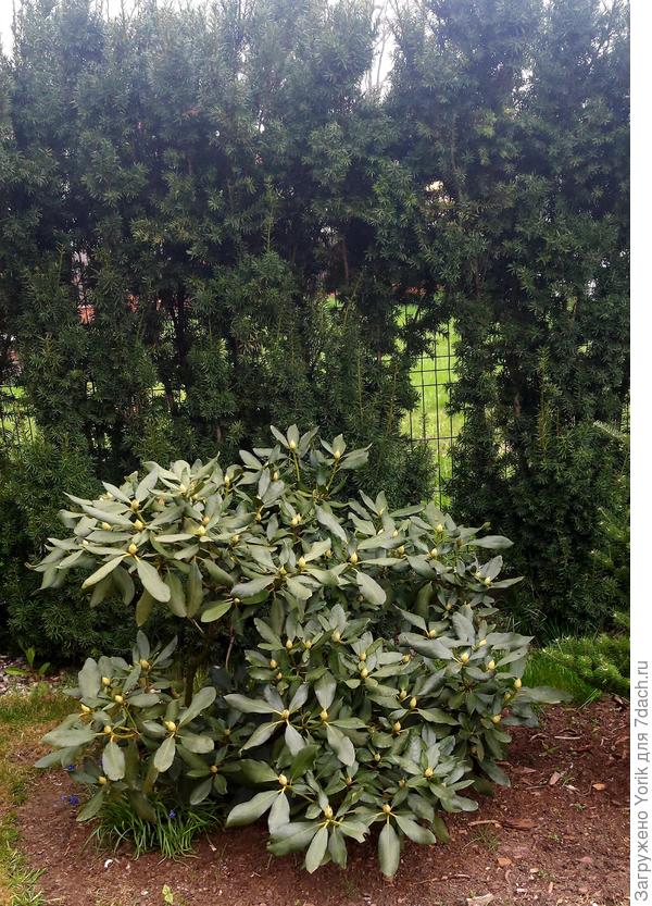 Готовится к цветению. Получил уже две подкормки.