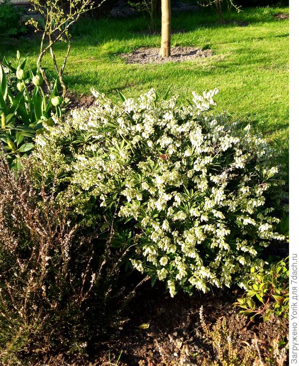 Еще один пиерис начал цвести