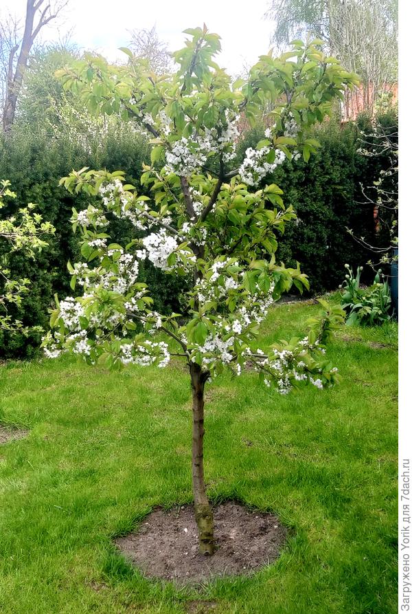 Черешня зацвела