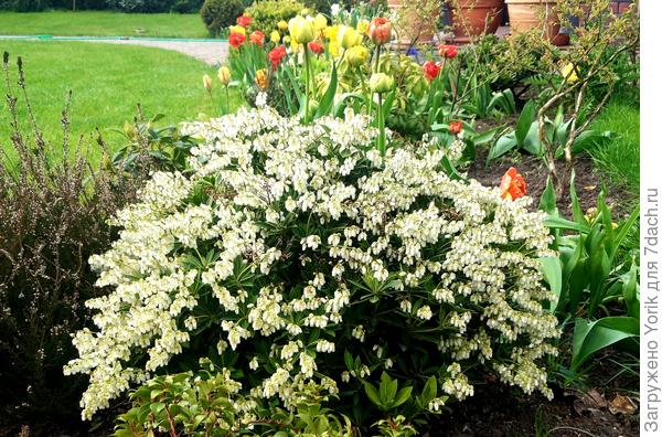 Пиерис на фоне тюльпанов