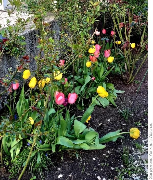 Просто тюльпаны