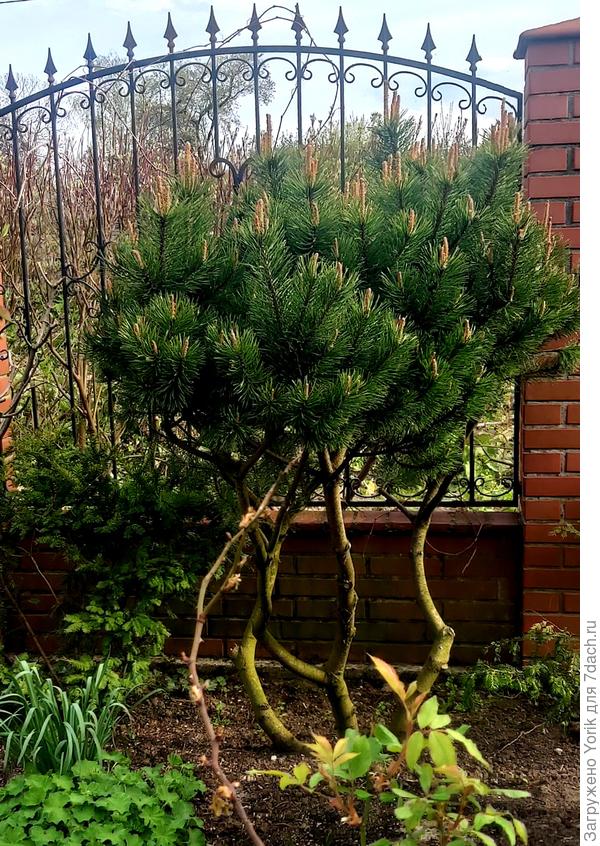 А у этой будет сплошная крона, как у акации в саванне.