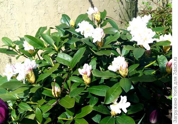 Вот ранний рододендрон зацветает