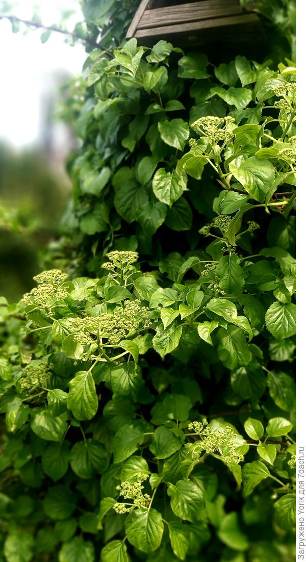 Черешковая гортензия набирает бутоны