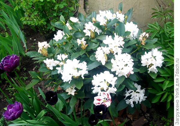 Ранний рододендрон уже в полном расцвете