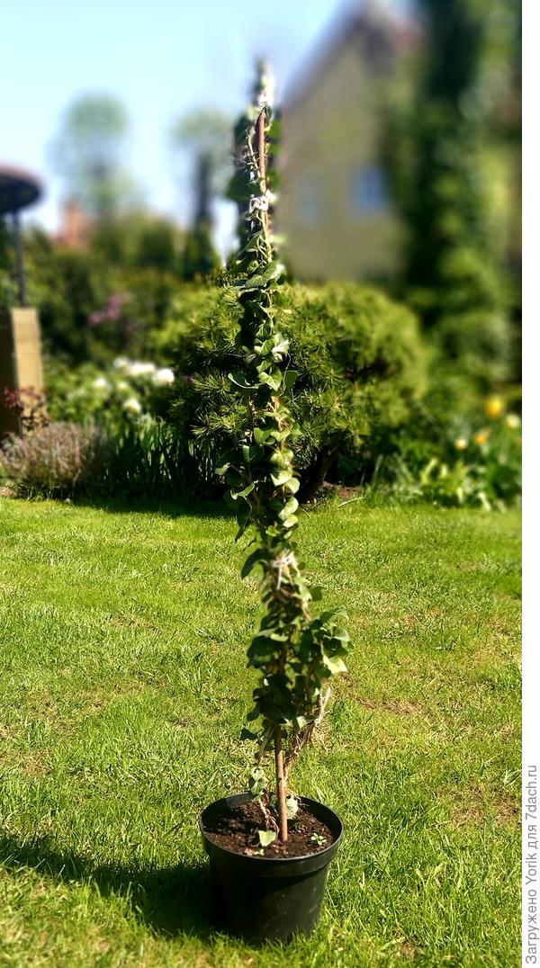 Плющ Hedera Helix &quot;Arborescens&quot;. Кустовая форма плюща высотой и шириной 1,5 - 2,0 метра