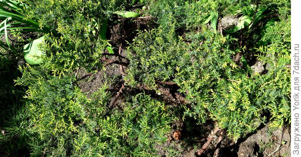 Первым делом, зачищаю куст. Куст очищается от сухих веток, побегов лежащих на земле, веток нижнего яруса.