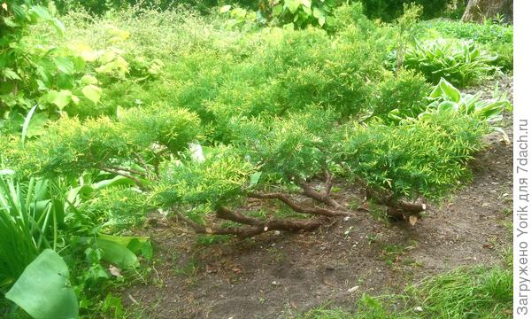 Далее  оставшиеся ветки с хвоей слегка обстригаются, для дальнейшего загущения  Сейчас надо просто получить густую хвою, чтобы затем формировать, либо в шары, либо в плоскость. Ну, а пока такой вот полуфабрикат