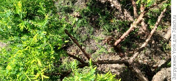 Теперь когда видны все скелетные ветви, надо включить фантазию, представить какую форму хотите видеть, и вырезать не вписывающиеся в общую картину ветви. Вырезаются  мешающие друг другу ветви. Формирование в этом возрасте, позволяет направить ветвь в нужном направлении, закрепив ее на колышке. Если аккуратно обрезать прямо растущую ветвь, до бокового отростка, то со временем получится очень эффектная "заломанная" ветвь.