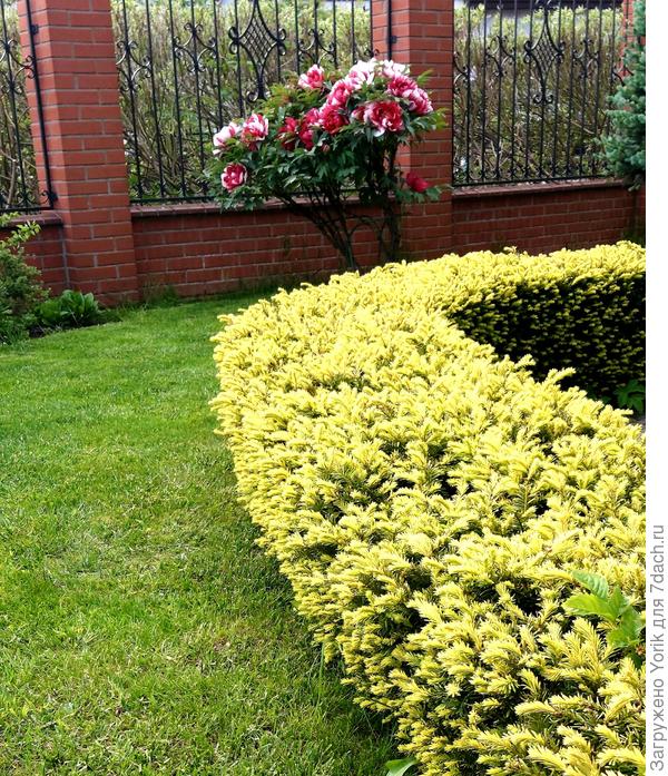 Розы еще только в бутонах, так что соперников нет. И тис радует молодой хвоей.