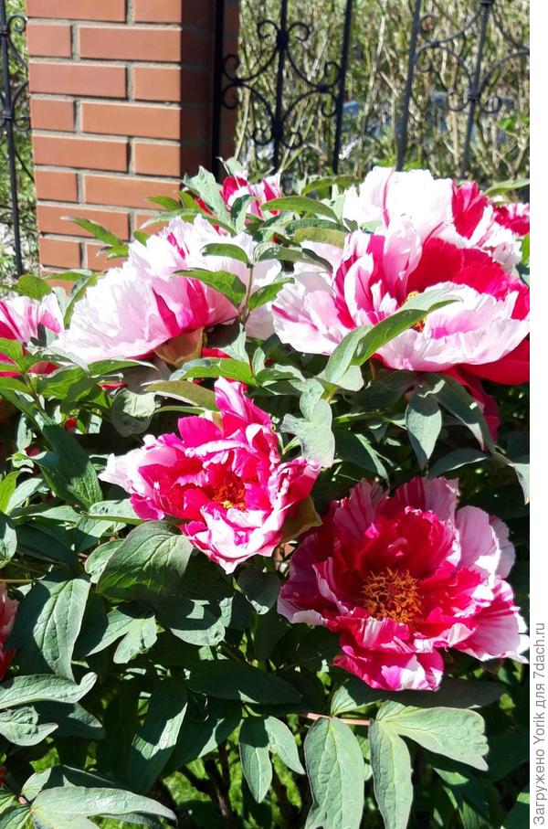 И очень благодарное растение. Думаю до  150 сантиметров дорастет