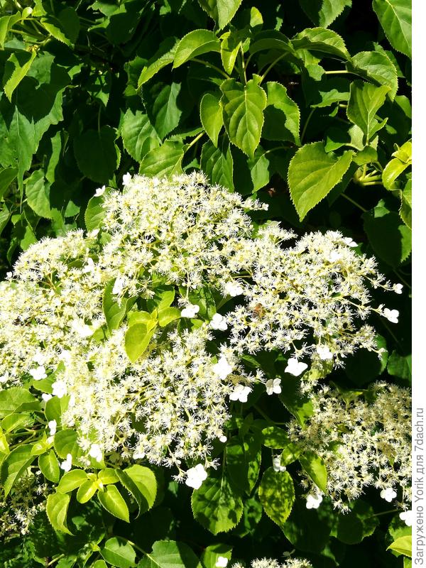 Гортензия открыла сезон цветения