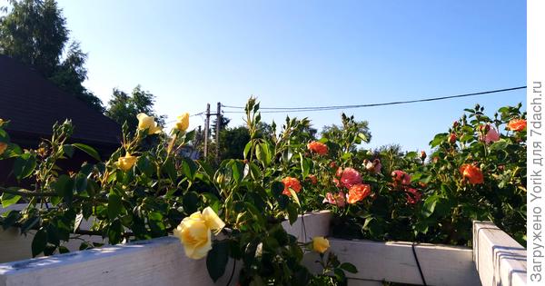 На перголе зацветают первые розы