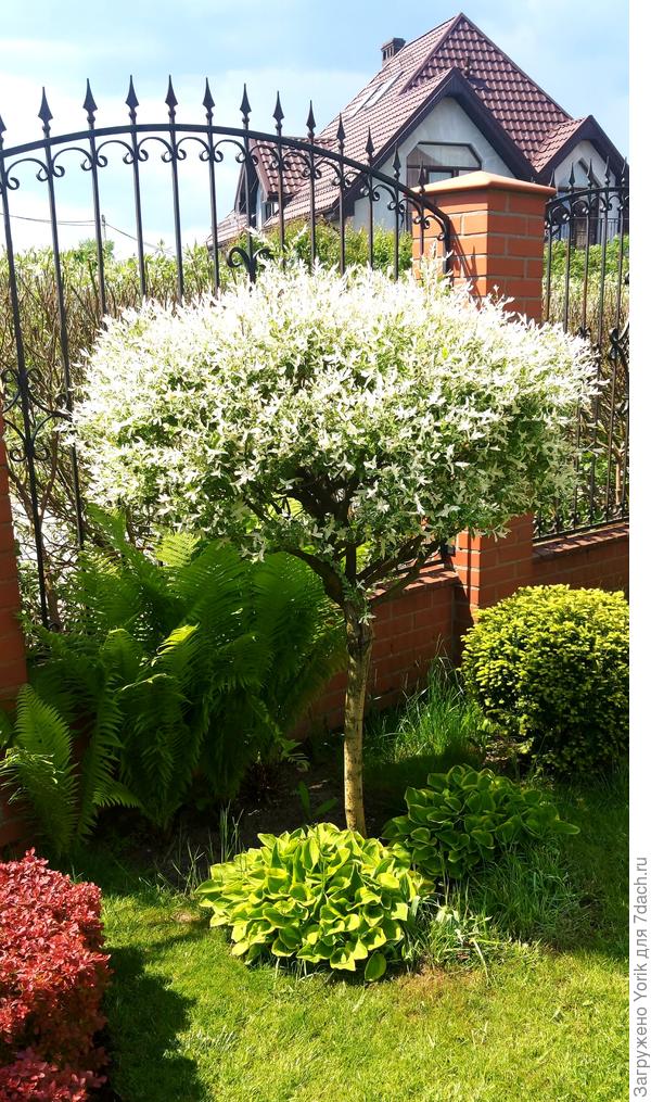 Она у меня на штамбе,  к обрезке относится хорошо