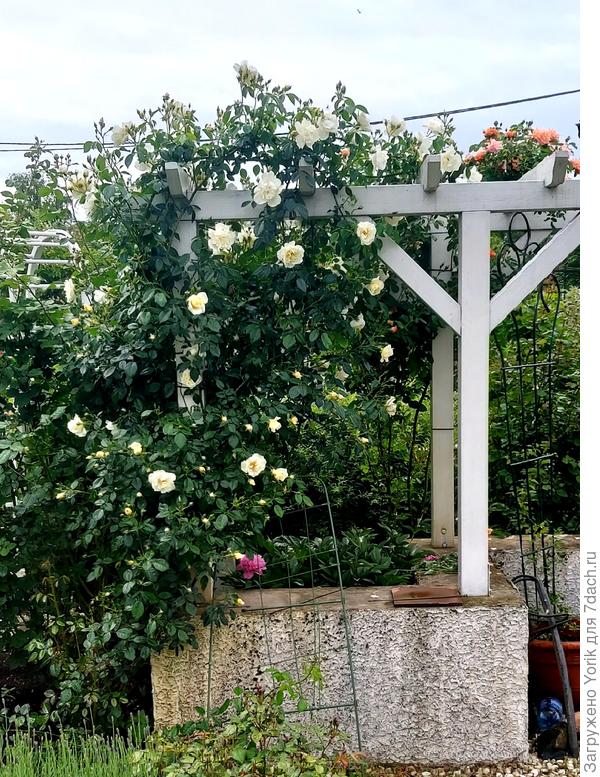 Фрагмент перголы