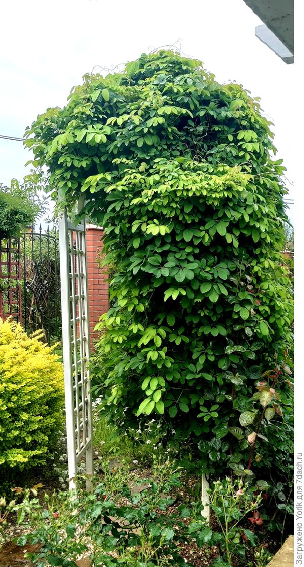 А это &amp;quot;неубиваемая&amp;quot; акебия, на арке в &amp;quot;диком&amp;quot; уголке.