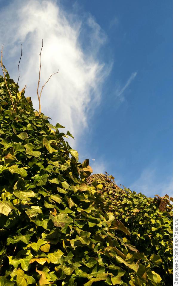 А это еще одна вертикальная форма