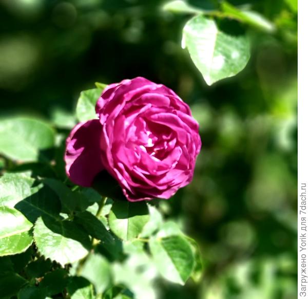 Сорт Минерва