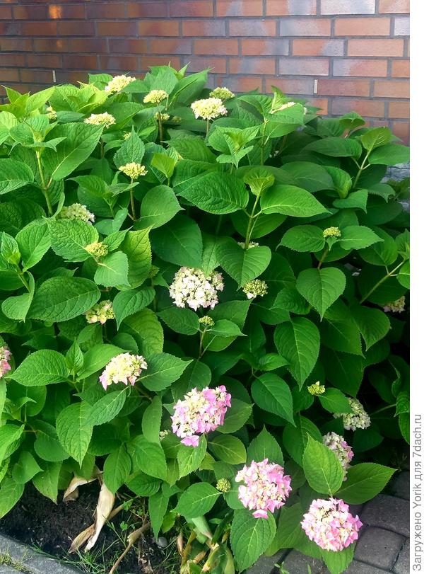 Через неделю уже будут полноценные шапки