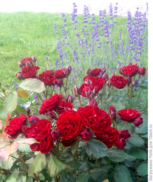 Розы и пока робкая лаванда