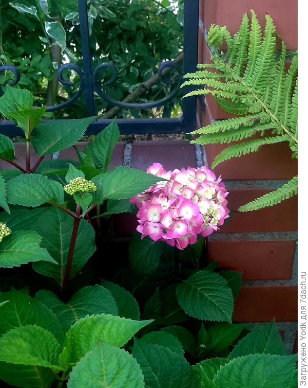 Гортензия расцветает